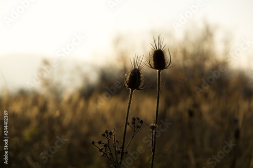 Thristle and bush in the sunset. Slovakia photo