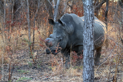 Nashörner in der Savanne von Simbabwe