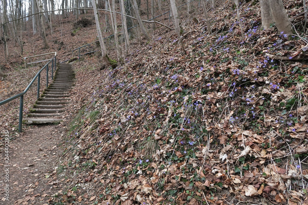 Blaue Blumen im Wald Blaue Blumen im Wald