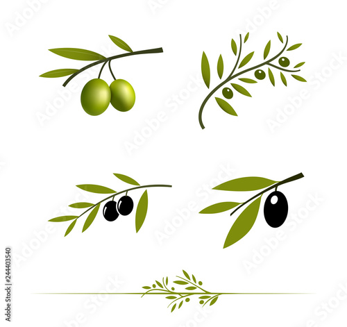 Olive tree branch set. Vector element. EPS10.