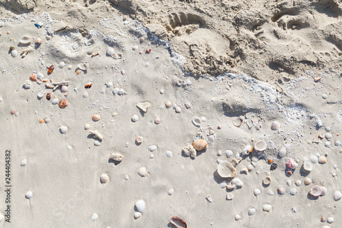 Sea shells on sand.