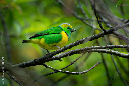 Golden-browed Chlorophonia - Chlorophonia callophrys is colorful bird in the Fringillidae family