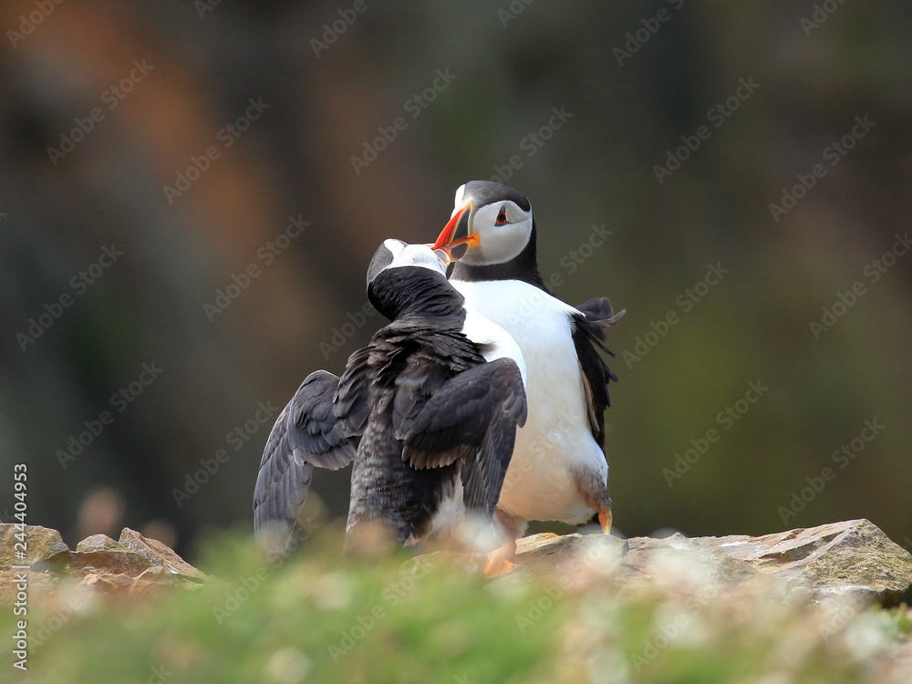 Obraz premium Atlantic Puffins (Fratercula artica) on Skomer Island in Pembrokeshire, Wales, UK