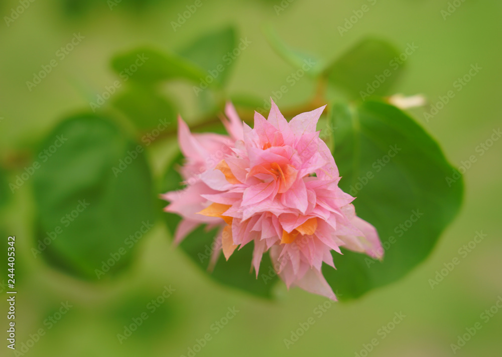 Obraz premium Pink flowers of a tropical Bougainvillea vine over the turquoise blue lagoon in Moorea, French Polynesia 