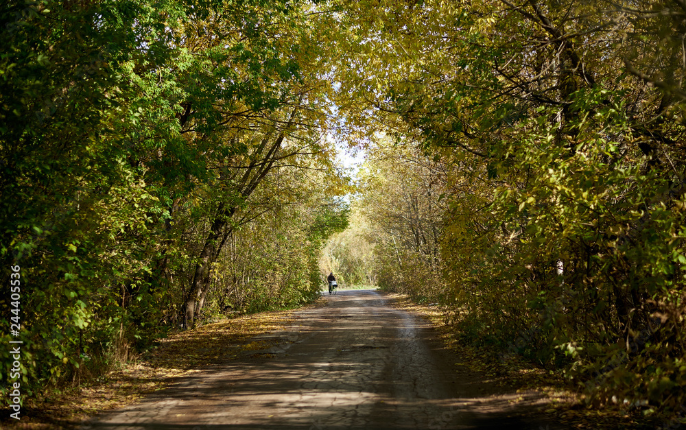 Obraz premium road with an arch of trees
