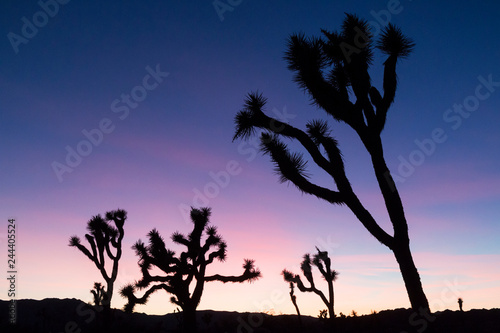 Silhouette of a Joshua Tree in the Sunset in Joshua Tree National Park (California). photo