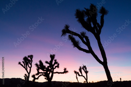 Photography Silhouette of a Joshua Tree in the Sunset in Joshua Tree National Park (California)