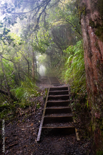 Durch den Dschungel (Tongariro)