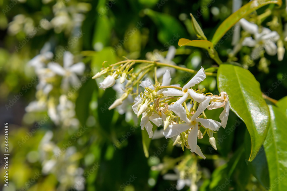 Obraz premium Jasmine flowers