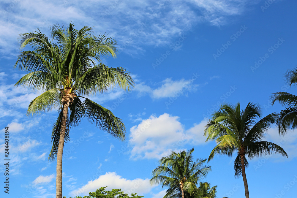 Palm tree on blue sky