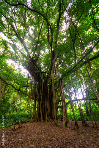Road to Hana Banyan tree landscape in Maui, Hawaii