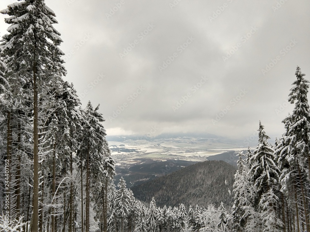 Fototapeta premium Nature under the snow during winter. Slovakia