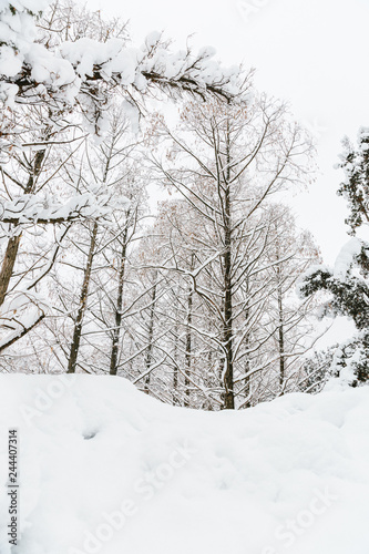 snow covered trees