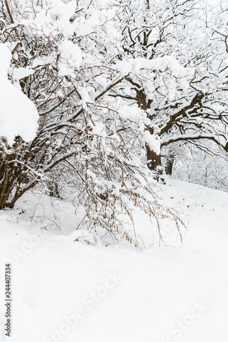 trees in snow