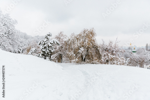 snow covered trees in winter