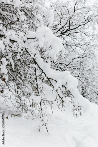 snow covered trees in winter