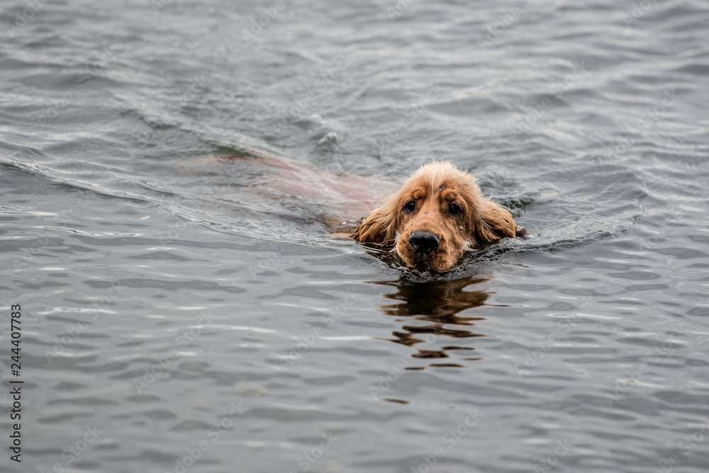 Cocker Spaniel Swimming Cocker Spaniel Swimming