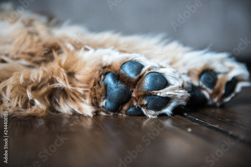 Golden Cocker Spaniel Paws 12 month old