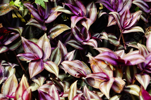 Purple leaf background. Tradescantia 