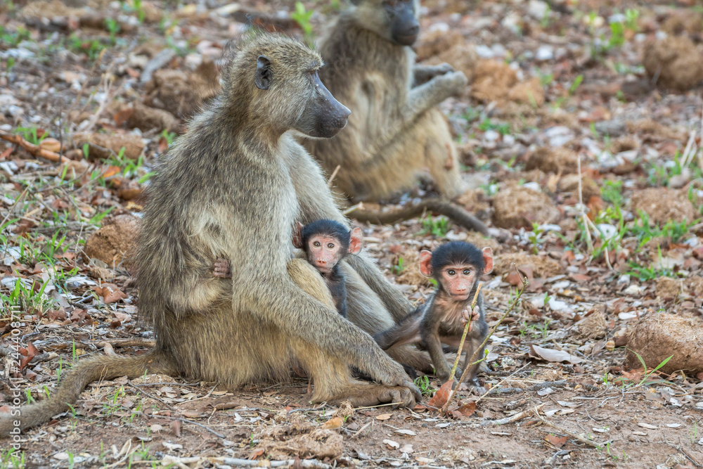 Monkey family together in Kruger Park, South Africa