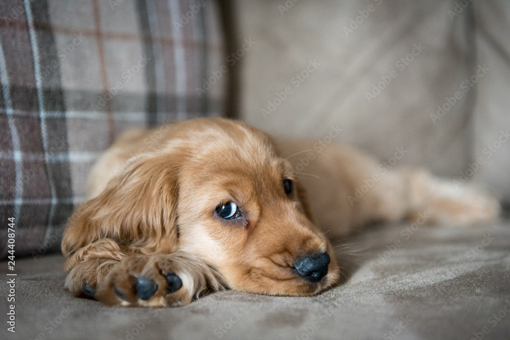 3 Month Old Golden Cocker Spaniel Puppy Laid on Sofa