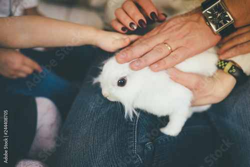 People touch white pet rabbit