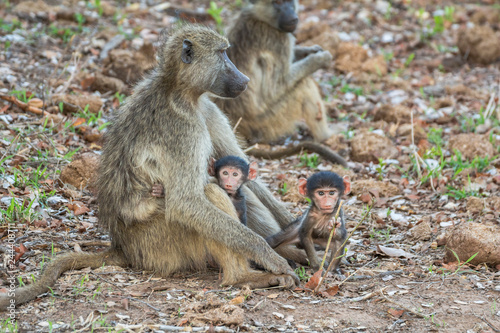 Monkey family together in Kruger Park  South Africa