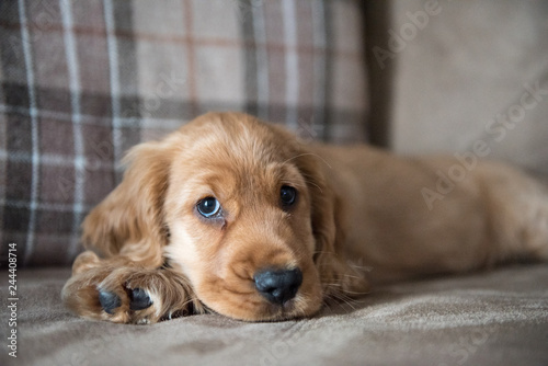 3 Month Old Golden Cocker Spaniel Puppy Laid on Sofa