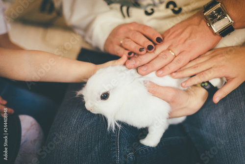 People touch white pet rabbit