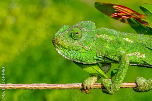 Beautiful Green chameleon sitting on flower in a summer garden