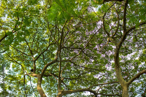 Under shade of giant tree from bottom view. can be use to natural background, wallpaper, template, screensaver. beautiful plant tree.