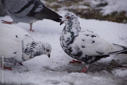 Gołębie ,gołębie na śniegu © LBanacki