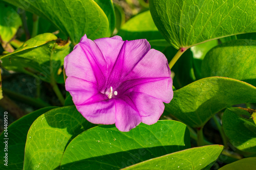 the morning flower