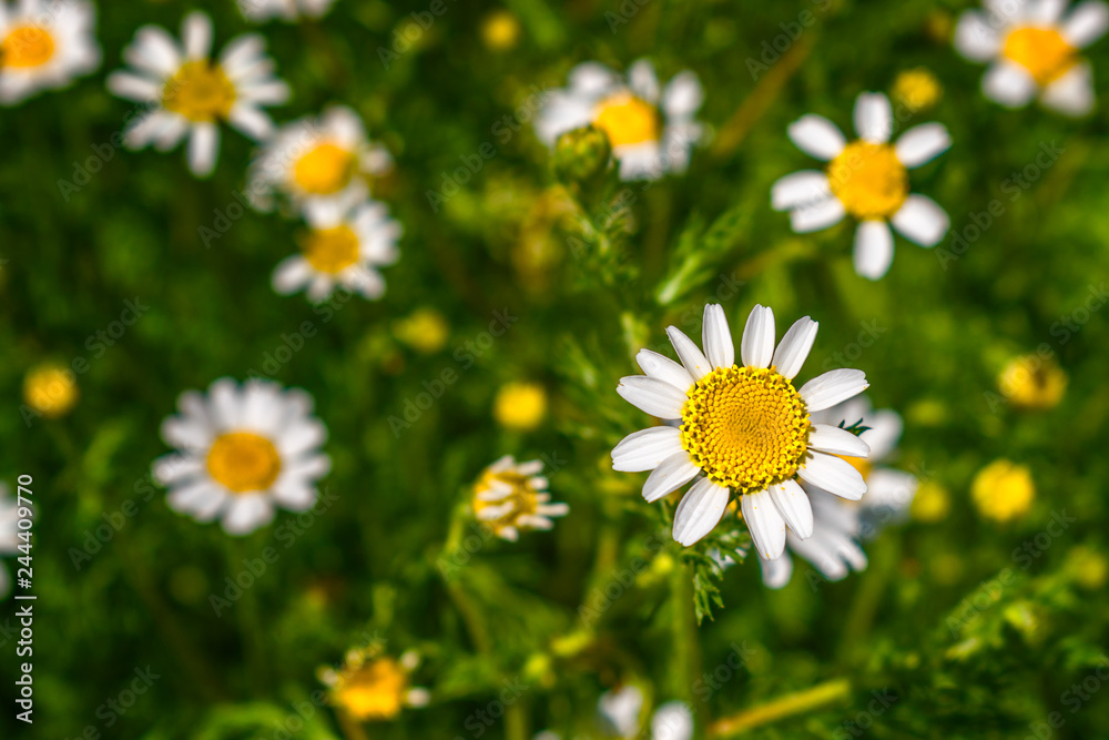 Fototapeta premium field of daisies