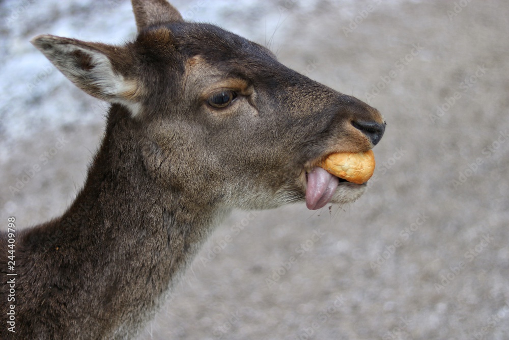 Obraz premium Reh lustig