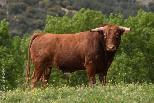 фотографія Spanish fighting bull