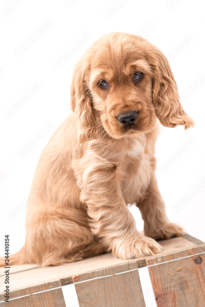 3 Month Old Cocker Spaniel Photoshoot