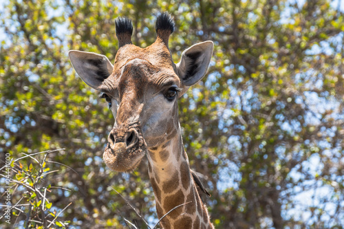 Giraffe head in Kruger Park, South Africa © picturist