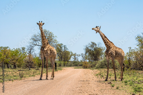 Giraffes together in Kruger Park