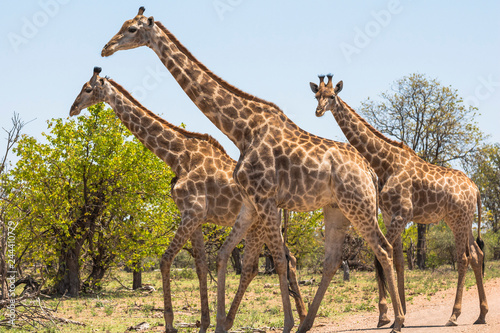 Three giraffes walking together in Kruger Park