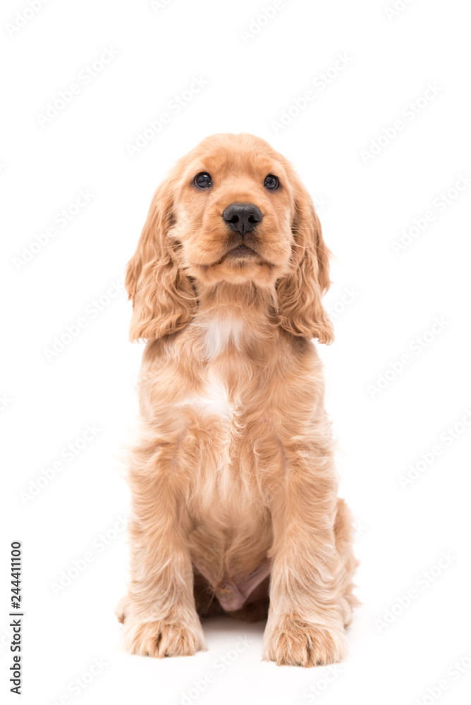 Puppy Cocker Spaniel Photoshoot - Isolated on white background Puppy Cocker Spaniel Photoshoot - Isolated on white background