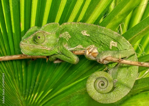 Obraz Piękny Zielony kameleonu obsiadanie na kwiacie w lato ogródzie