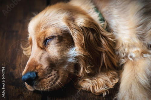 Golden Cocker Spaniel relaxing on a wooden floor