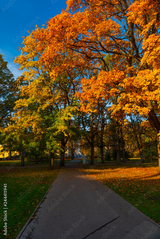 Obraz premium Autumn in park in Riga, the Capital of Latvia in Europe on Baltic Sea, beautiful colors of fall, golden leaves and magical atmosphere