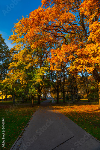 Autumn in park in Riga, the Capital of Latvia in Europe on Baltic Sea, beautiful colors of fall, golden leaves and magical atmosphere
