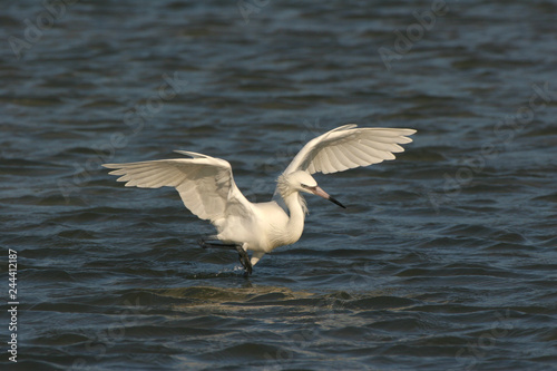 White phase Reddish Egret, Egretta rufescens, hunting for prey in the shallows of Fort De Soto State Park, Florida.