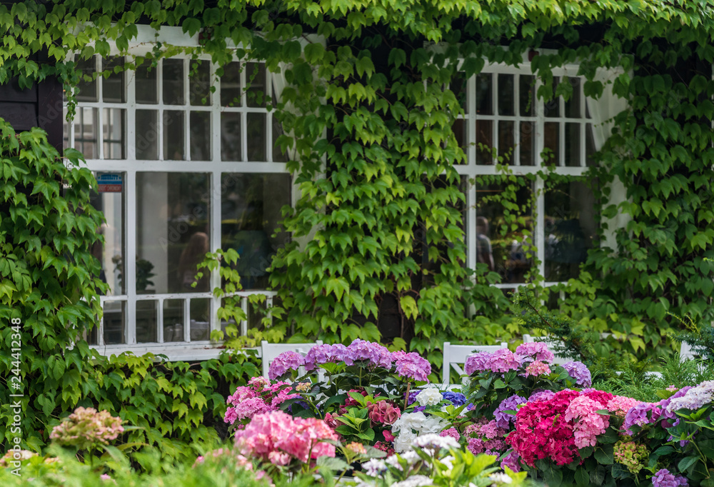 Sopot, Poland: Green window with colorful flowers