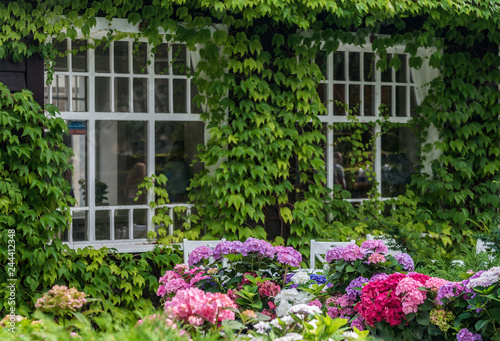 Sopot, Poland: Green window with colorful flowers © Ralfik D