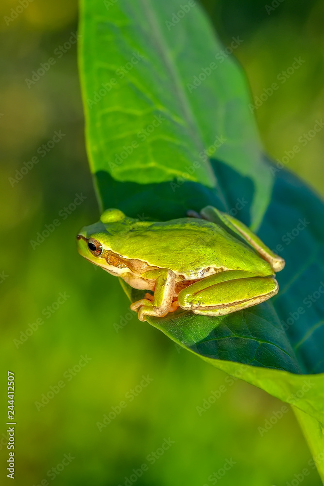 Naklejka premium Beautiful Europaean Tree frog Hyla arborea - Stock Image