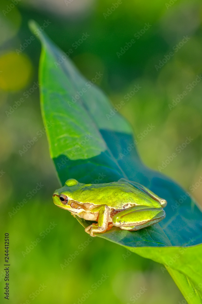 Beautiful Europaean Tree frog Hyla arborea - Stock Image Beautiful Europaean Tree frog Hyla arborea - Stock Image